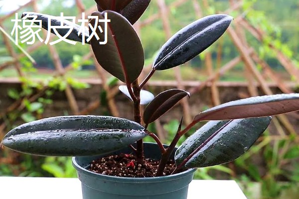 有哪些除甲醛的植物，常见的有芦荟、橡皮树等