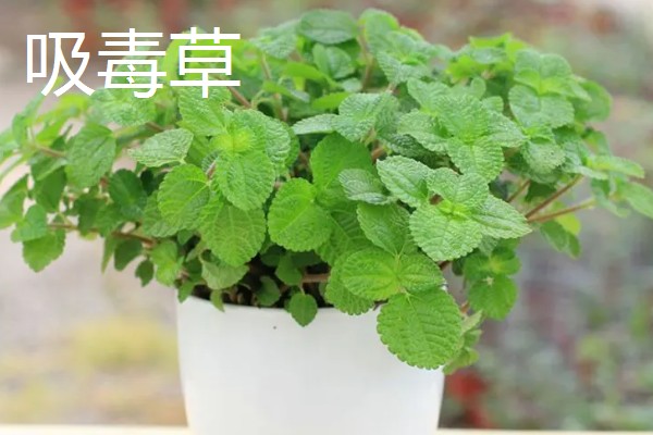 有哪些除甲醛的植物，常见的有芦荟、橡皮树等