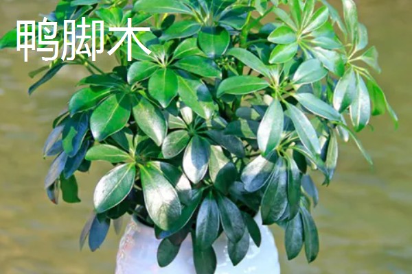 有哪些除甲醛的植物，常见的有芦荟、橡皮树等