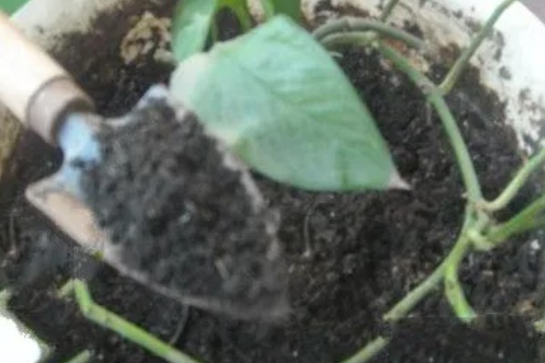 绿萝用什么土养，使用混合土壤比较好养