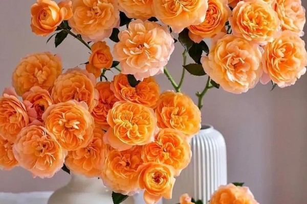 果汁玫瑰的养殖方法，可采取水培的方法