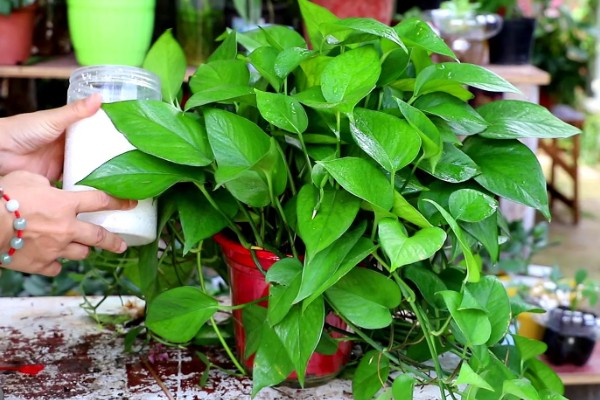 绿萝用什么土养，使用混合土壤比较好养