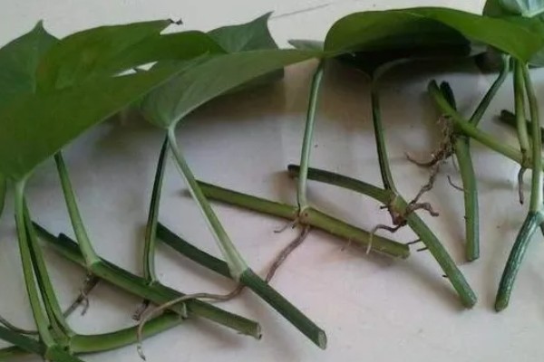 绿萝用什么土养，使用混合土壤比较好养