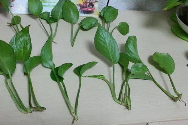 绿萝用什么土养，使用混合土壤比较好养