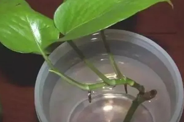 绿萝用什么土养，使用混合土壤比较好养