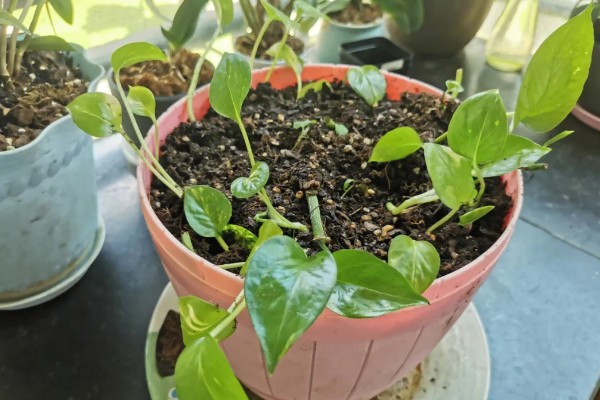 绿萝用什么土养，使用混合土壤比较好养