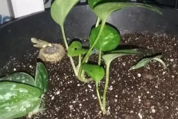 绿萝用什么土养，使用混合土壤比较好养