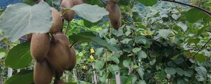 猕猴桃有什么好品种，以下四个品种值得选择