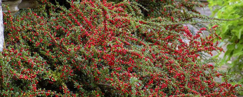 冬天红花荀子落叶吗，红花荀子冬天会落叶