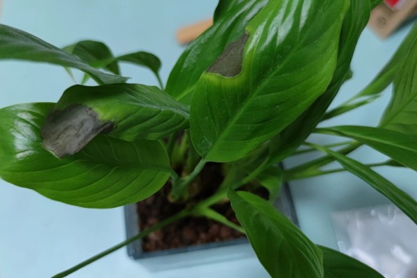 白掌叶子发黑怎么处理，可减少水分并稀释肥害