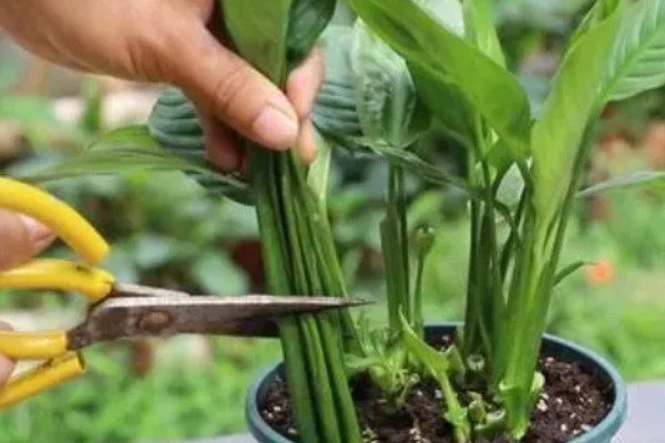 白掌叶子发黑怎么处理，可减少水分并稀释肥害