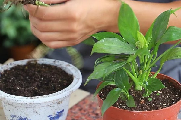 白掌叶子发黑怎么处理，可减少水分并稀释肥害