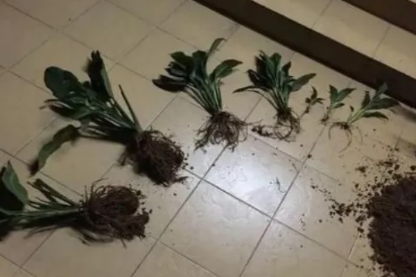 白掌叶子发黑怎么处理，可减少水分并稀释肥害