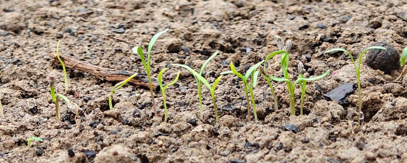 胡萝卜如何育苗，选择沙壤土种植为佳