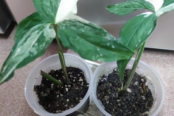 白掌叶子发黑怎么处理，可减少水分并稀释肥害