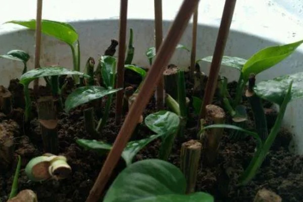 白掌叶子发黑怎么处理，可减少水分并稀释肥害