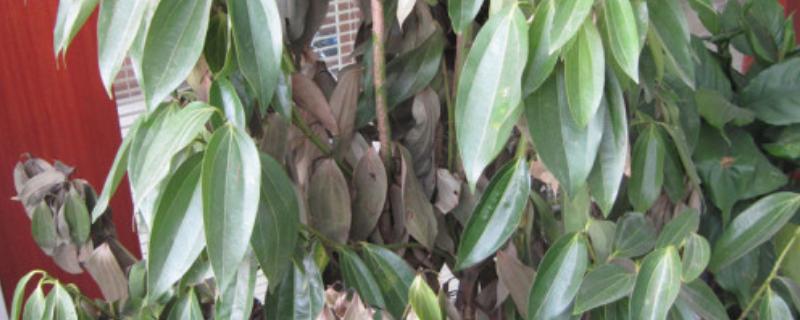 平安树叶子发黑的解决方式，可能是浇水不当或光照不当所致