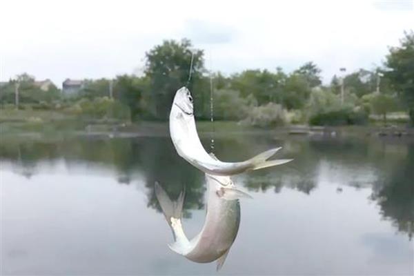 垂钓白条鱼的钓点，春季最适合在水草丰茂的水域作钓