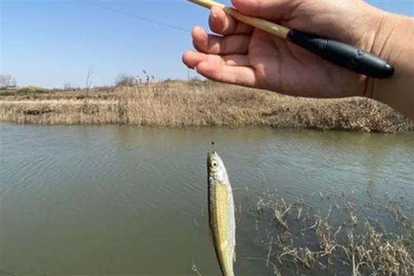 垂钓白条鱼的钓点，春季最适合在水草丰茂的水域作钓