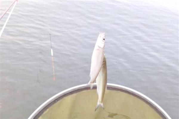 垂钓白条鱼的钓点，春季最适合在水草丰茂的水域作钓