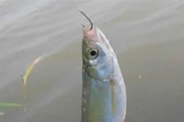 垂钓白条鱼的钓点，春季最适合在水草丰茂的水域作钓