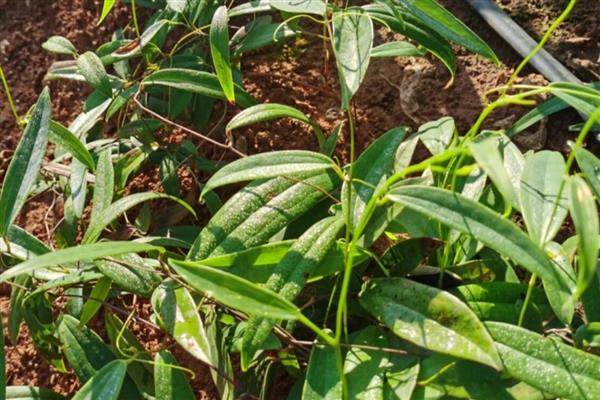 土茯苓的种植技术，主要采用种子繁殖