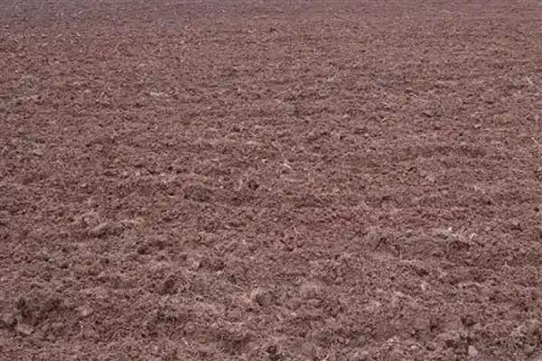 土茯苓的种植技术，主要采用种子繁殖