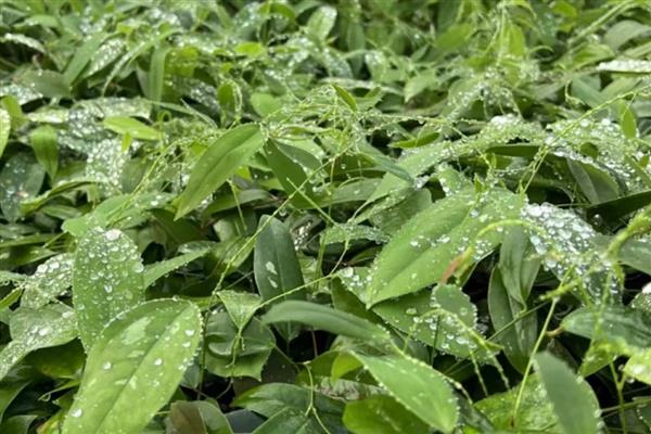 土茯苓的种植技术，主要采用种子繁殖