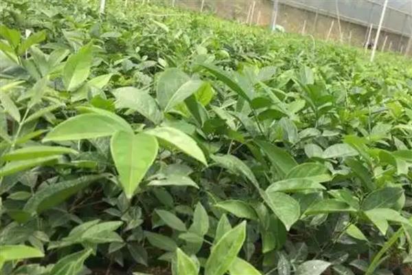 土茯苓的种植技术，主要采用种子繁殖