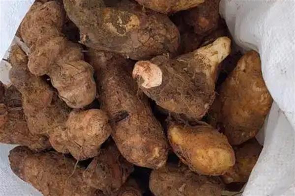 土茯苓的种植技术，主要采用种子繁殖