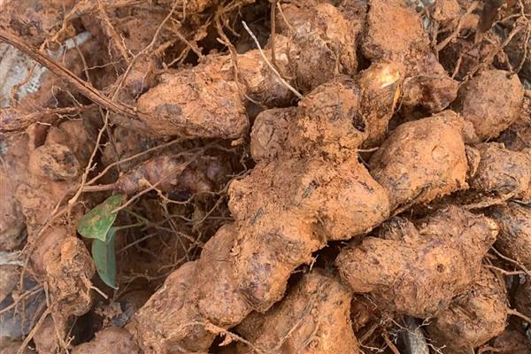 土茯苓的种植技术，主要采用种子繁殖