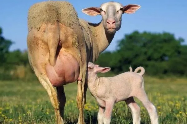 母羊产羔前的征兆,会出现精神不安、举止不安等行为
