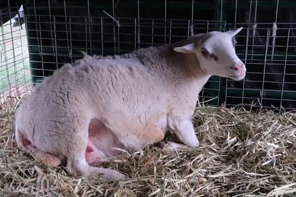 母羊产羔前的征兆,会出现精神不安、举止不安等行为