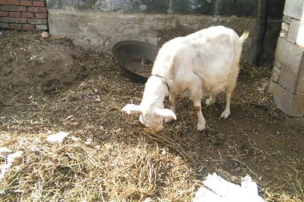 母羊产羔前的征兆,会出现精神不安、举止不安等行为