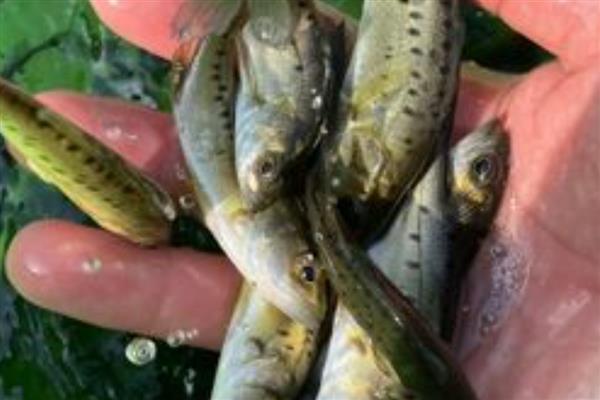 什么鲈鱼苗品种好，推荐松江鲈、七星鲈鱼等