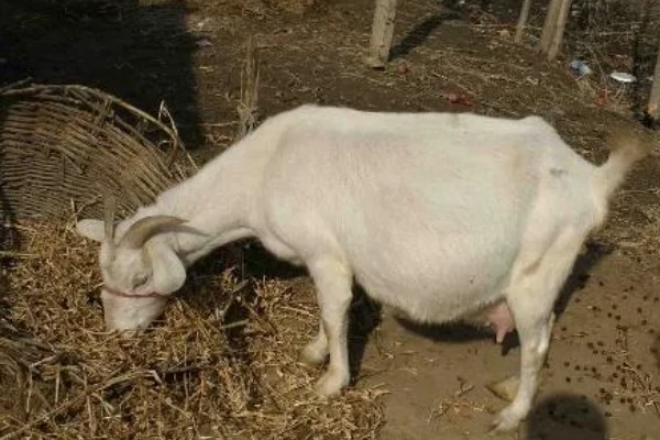 母羊产羔前的征兆,会出现精神不安、举止不安等行为