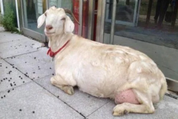 母羊产羔前的征兆,会出现精神不安、举止不安等行为