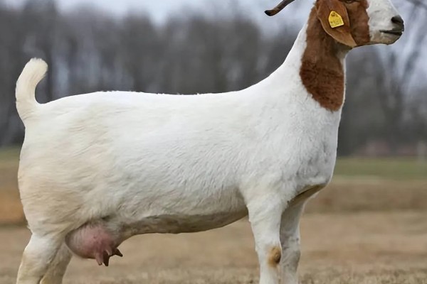 母羊产羔前的征兆,会出现精神不安、举止不安等行为