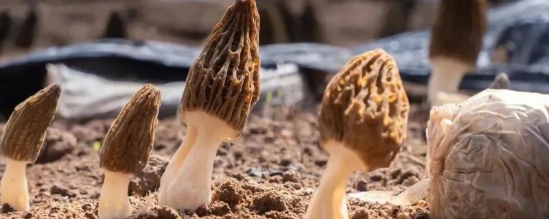 羊肚菌不长菌霜的原因，可能是温度过高所致
