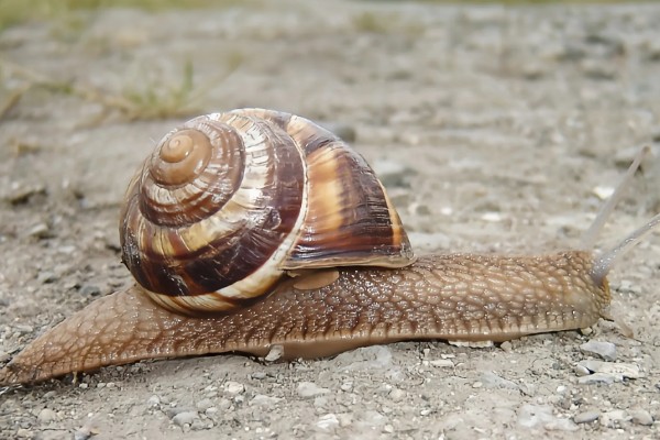 亮大蜗牛简介，其贝壳呈圆球形