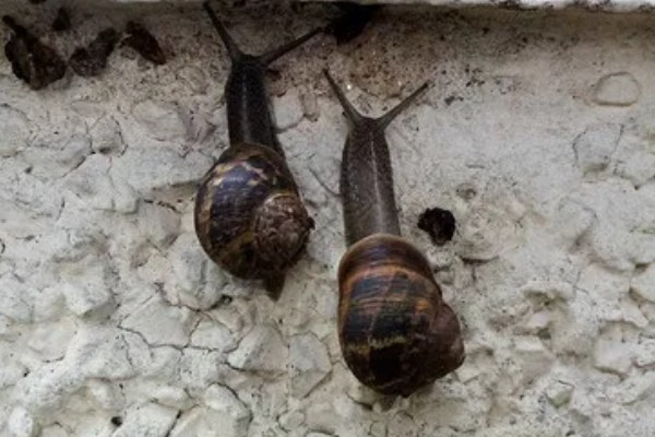 亮大蜗牛简介，其贝壳呈圆球形