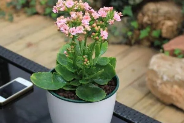 长寿花适合室内养殖吗，比较合适