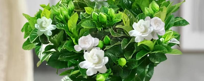 栀子花有花苞却不开花的原因，可能是光照不足所致