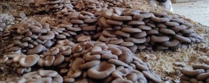 平菇怎么种植，生长旺期追施腐熟的农家肥