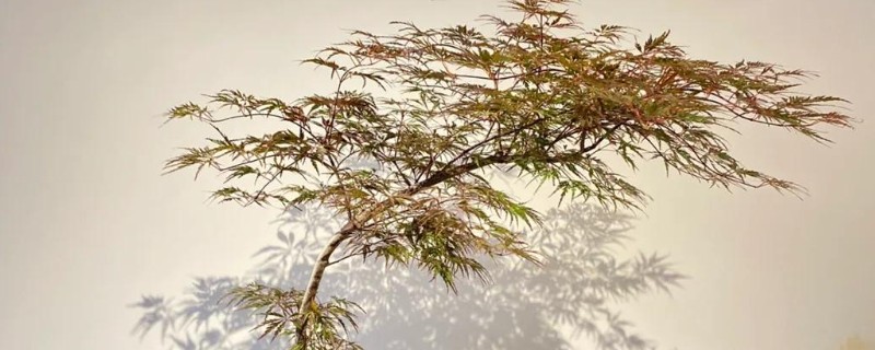 羽毛枫的养殖方法，喜欢温暖的生长环境