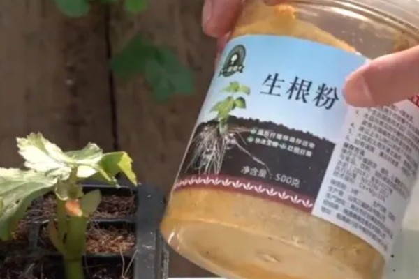 生根粉的作用，可促进新根快速生长