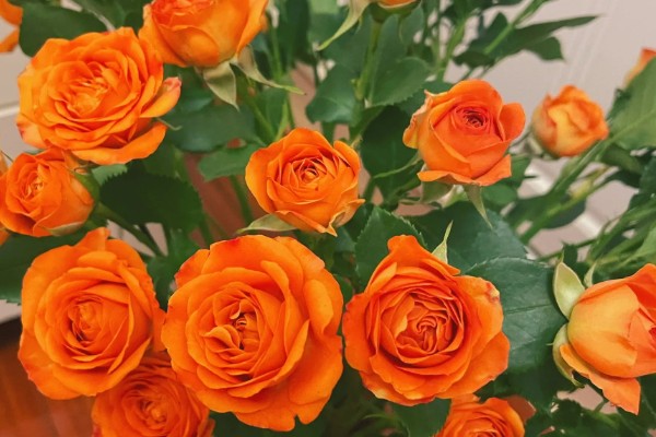 橙色芭比有什么花语，代表我爱你、温暖温馨等含义