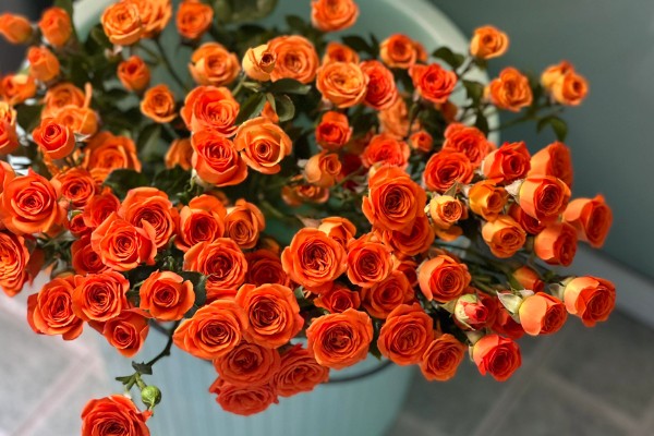 橙色芭比有什么花语，代表我爱你、温暖温馨等含义