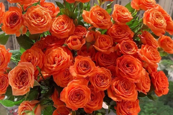 橙色芭比有什么花语，代表我爱你、温暖温馨等含义