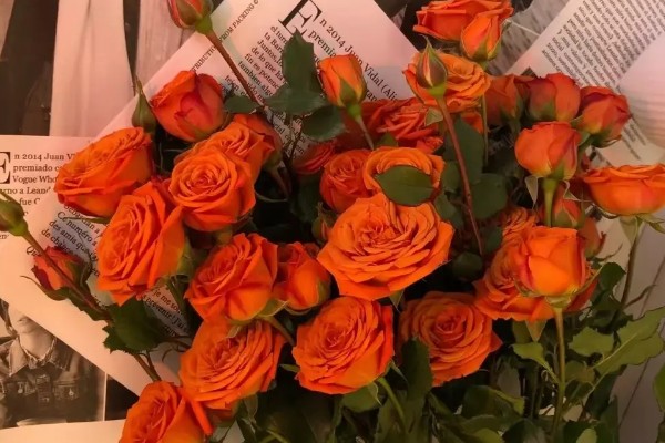 橙色芭比有什么花语，代表我爱你、温暖温馨等含义